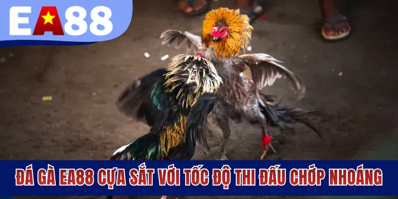 Đá gà EA88 cựa sắt với tốc độ thi đấu chớp nhoáng