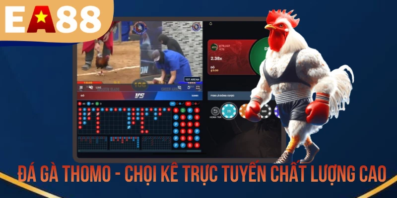 Đá Gà Thomo - Chọi Kê Trực Tuyến Chất Lượng Cao