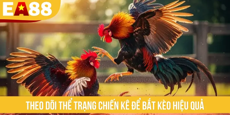 Theo dõi thể trạng chiến kê để bắt kèo hiệu quả