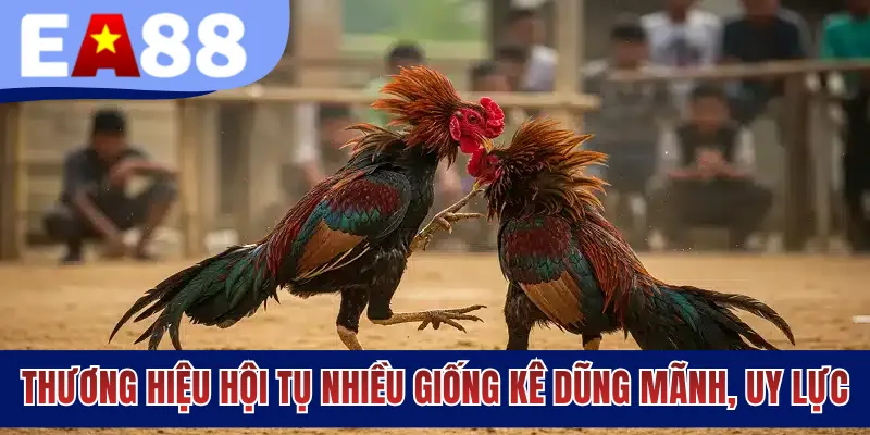 Thương hiệu hội tụ nhiều giống kê dũng mãnh, uy lực